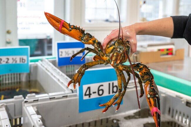 Pick up some lobsters for the whole family at Superior Lobster & Seafood in Humarock.