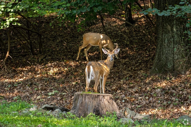 Young deer graze their way around the wooded natural splendor of Pocono Haven, PA.