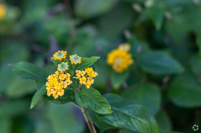 Throughout Union Church residents are presented with wildflowers all over.