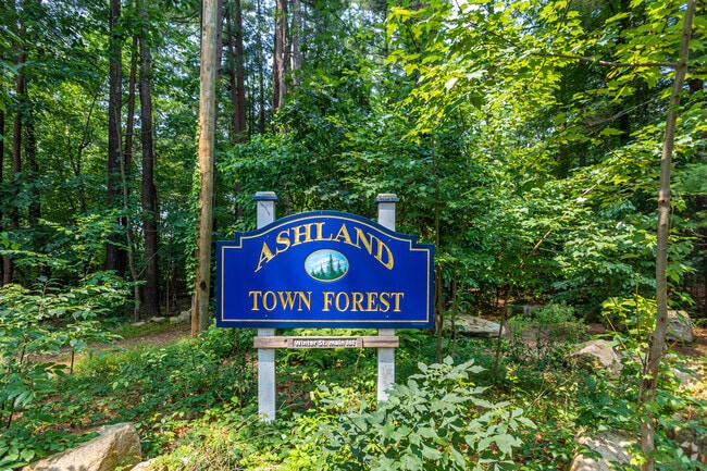 The Ashland Town Forest is a serene natural sanctuary, where winding trails meander around.