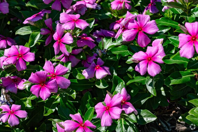 The Trafalgar neighborhood is bursting with beautiful foliage with its well manicured lawns.