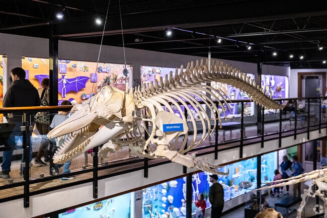 Most of the skeletons in the Museum of Osteology are original.