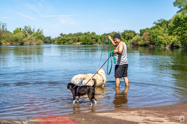 Your dogs will love the American River.