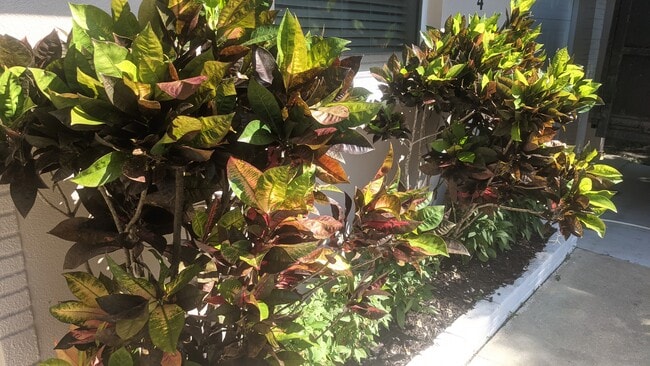 2042 Harley Ave, Sarasota, FL 34235 - photo 3