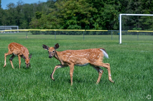 Wildlife sightings are common at Verkeerderkill Park in Pine Bush.