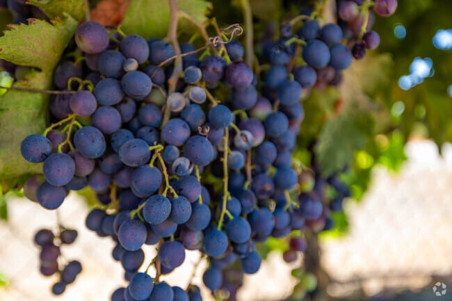 The area's climate welcomes wine-makers.