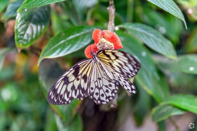 Magic Wings Butterfly Conservatory & Gardens is near Conway and is a great attraction.