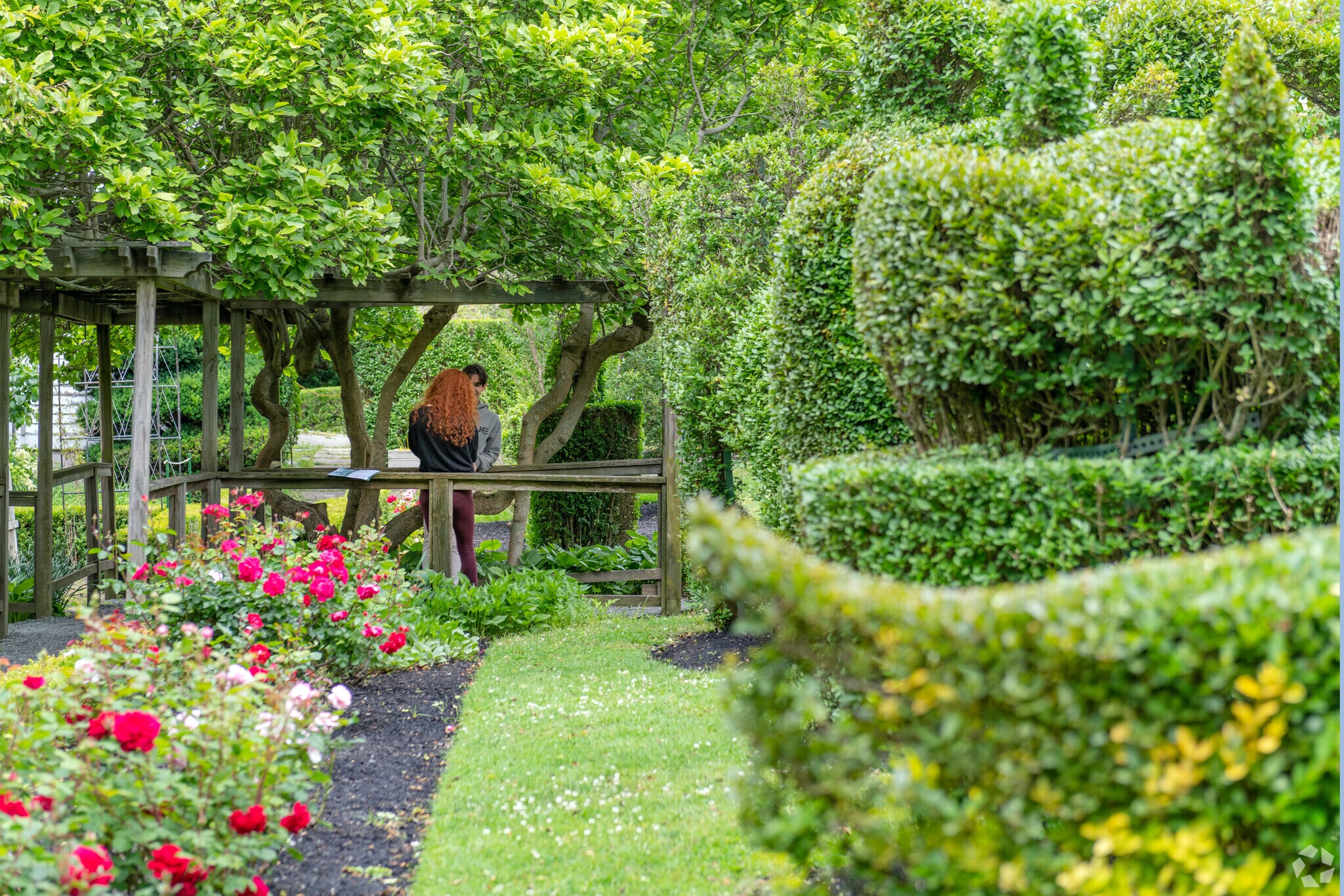 Green Animals Topiary Garden in the Melville neighborhood is a refuge among the hedges.