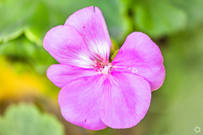 King Elementary flower students bloom in Cypress.