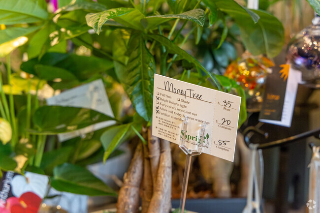 Surprise your loved ones with a special plant or flowers from Sprigs Flowers in East Greenwich.