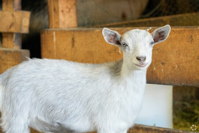 Visitors enjoy goats and fresh produce at Rustic Road Farm in La Fox.