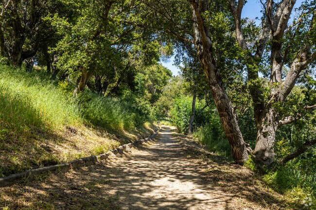 Trails in Mills Canyon Park run through the woods of Burlingame Hills.