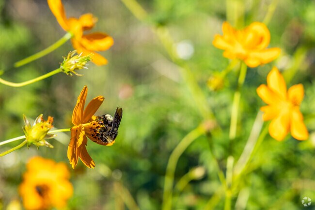 A bee crawls on a flower in Reserve Park's community garden. in Northeast Neighbors.