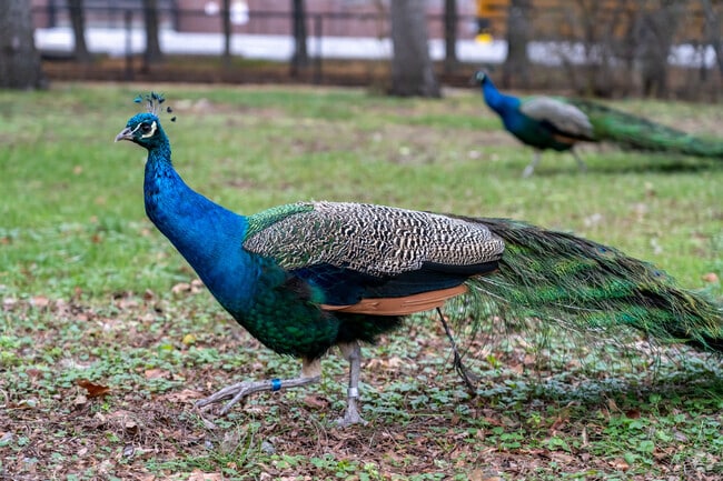 Children and adults alike will enjoy spending hours viewing wildlife at the Detroit Zoo.