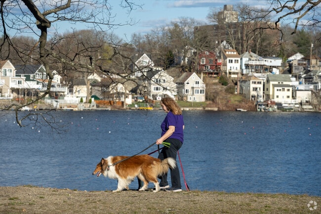 A woman walks her dogs at Regatta Point in Worcester.