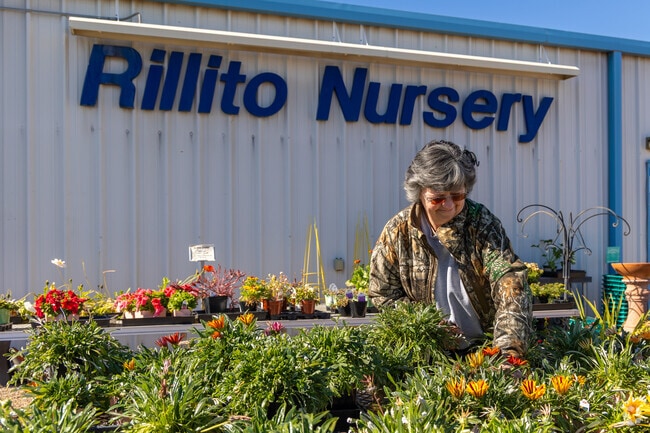 Rillito Nursery in Casas Adobes is a popular, local place to pick out plants.