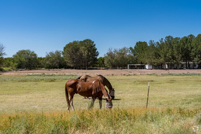 Horses can be seen grazing pastured of Mesquite homes when driving around the area.