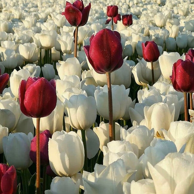 Danielle DiBenedetto