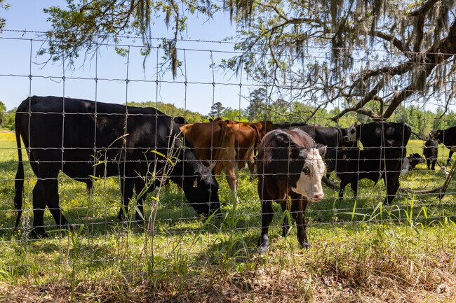 Some property owners in Sandfly have livestock.