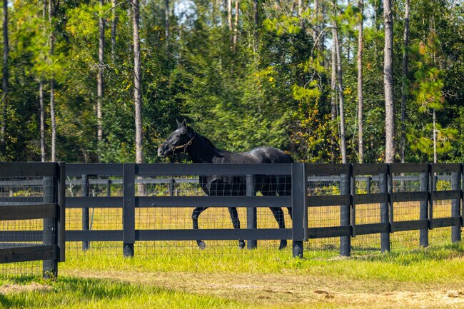 You are sure to encounter friendly horses as you are driving throughout Citra.