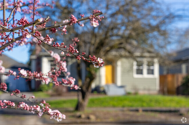 Cherry Blossoms begin to bloom in the University Park neighborhood.