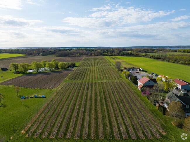 The many rows of Vineyards Vines in Jamesport is a wonderful vineyard to visit.