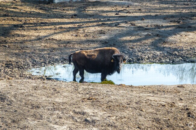 Visit the bison preserve at Historic Frontier Park in Hays.
