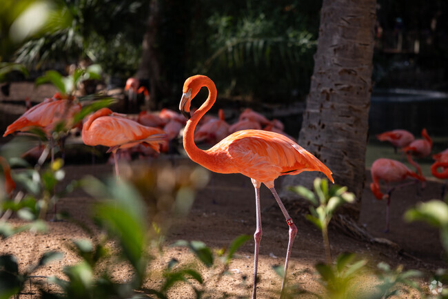 A Flamingo basking in the sun at the San Antonio Zoo.