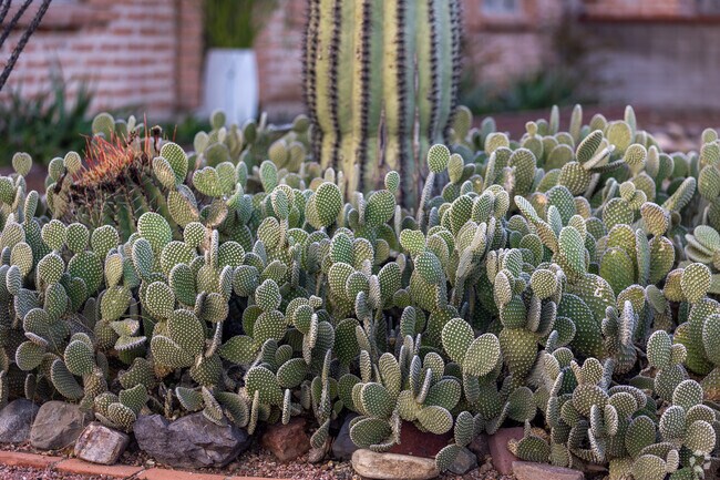 Yards in Duffy primarily feature native cacti, bushes and trees.