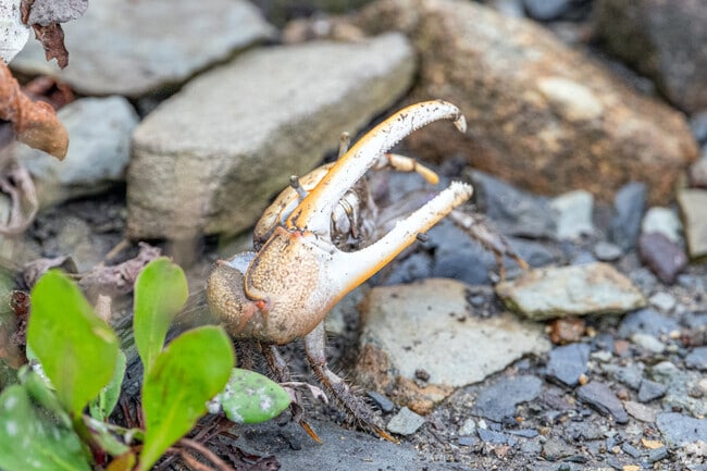Wildlife at Touisset Marsh includes fiddler crabs with oversized claws.