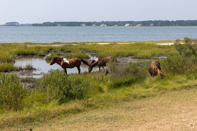 Just minutes from Berlin, Assateague State Park offers a chance to witness wild ponies roaming freely across beaches.
