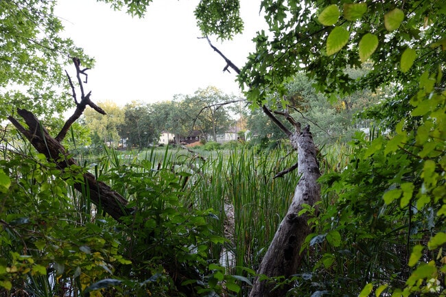 A view thru the weeds in Lake Lorraine Conservation Area in Indian Orchard, MA.
