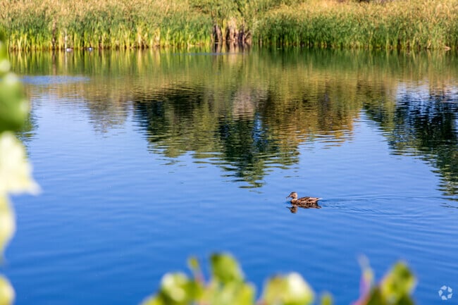 Plenty of wildlife can be seen at Faversham Lake in The Farm neighborhood.