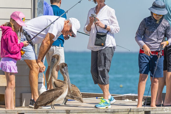 Enjoy the company of local wildlife at AMI City Pier in Anna Maria.