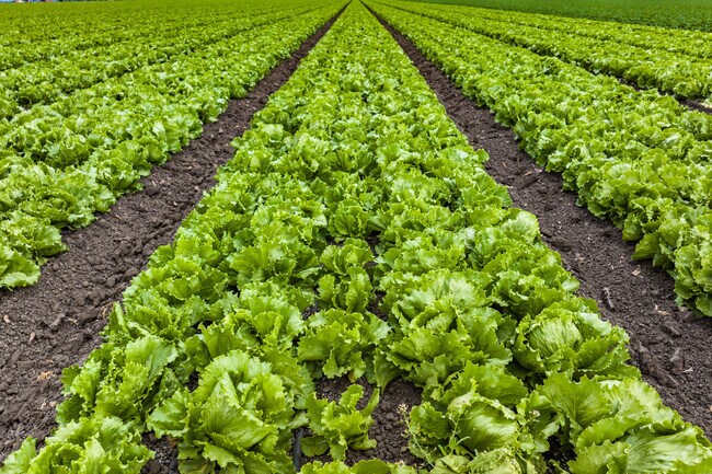 In Spreckels, California vast field of agriculture are grown.