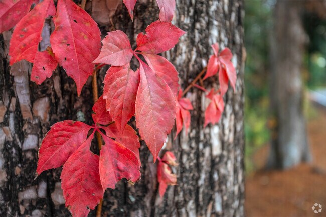 Fall foliage in River Oaks brings vibrant colors to parks and tree-lined streets.