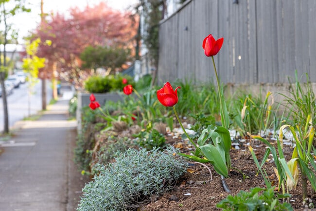 Blooming tulips in Sunnyside.