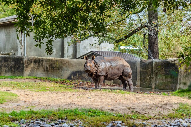 Rhinos roam safely behind barriers at Baton Rouge Zoo.