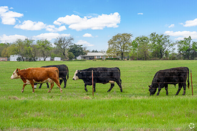 In the rural areas of Mount Pleasant, cattle raising remains a vital part of the local lifestyle, with herds freely grazing in expansive pastures.”