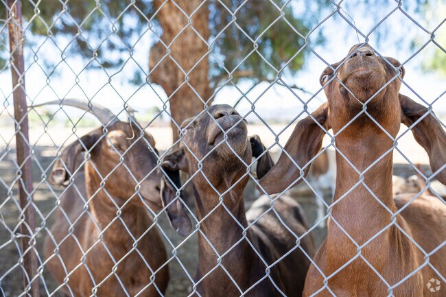 Cherry Valley is a rural neighborhood with many large lots for farm animals to graze.