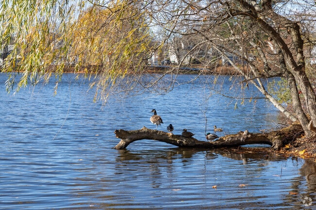 Locals enjoy the wildlife at Fulton Pond and Park in Mansfield.
