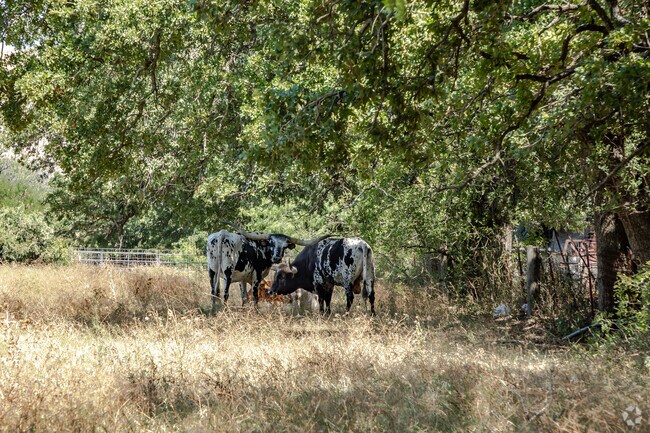 Forest Hill has the true Texas feel with Longhorn cattle grazing the nearby fields.