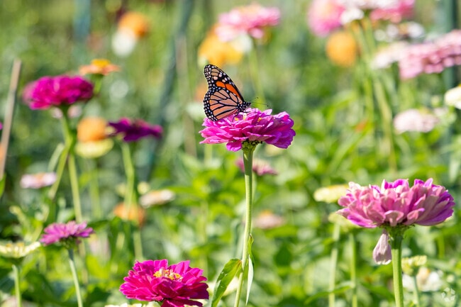 Valley Fair nature lovers plant flowers at the UWO Fox Cities Community Garden.