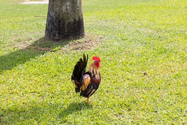 The famous Key West rooster appears throughout the Mid Town neighborhood.