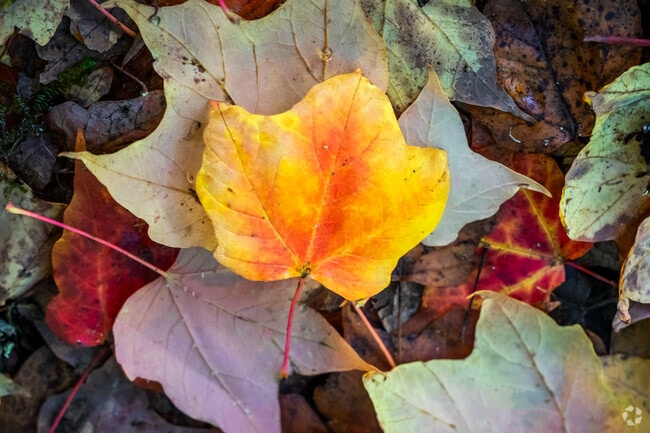 Autumn in Blue Ridge is seen throughout the tree-lined streets in the neighborhood.