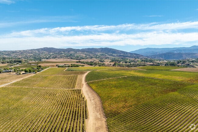 Acres of vineyards grow all through out the city of Temecula.