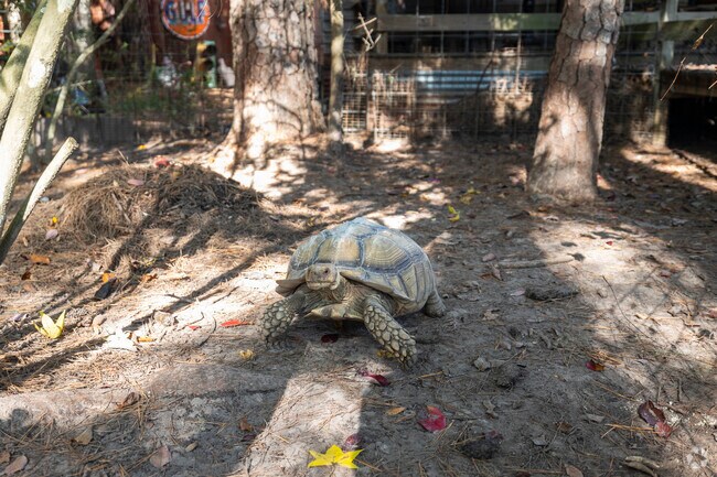 One of the many tortoises visitors can meet at Treehouse Cafe.