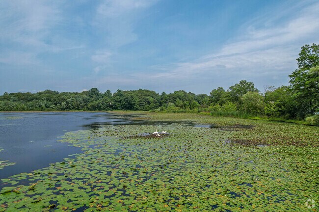 Hammond Pond in Chestnut Hill is the perfect place to fish and enjoy the wildlife.