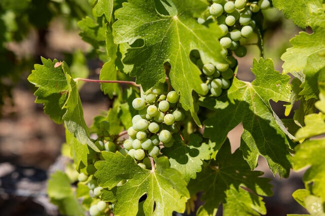 In wine country, green grapes are the basis to many of  Yountville's sparkling wines.