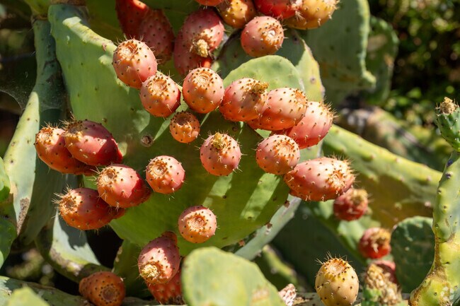 Thriving Aloe Vera fruit, nestled in the heart of Tree Haven neighborhood, basks in the sunlight